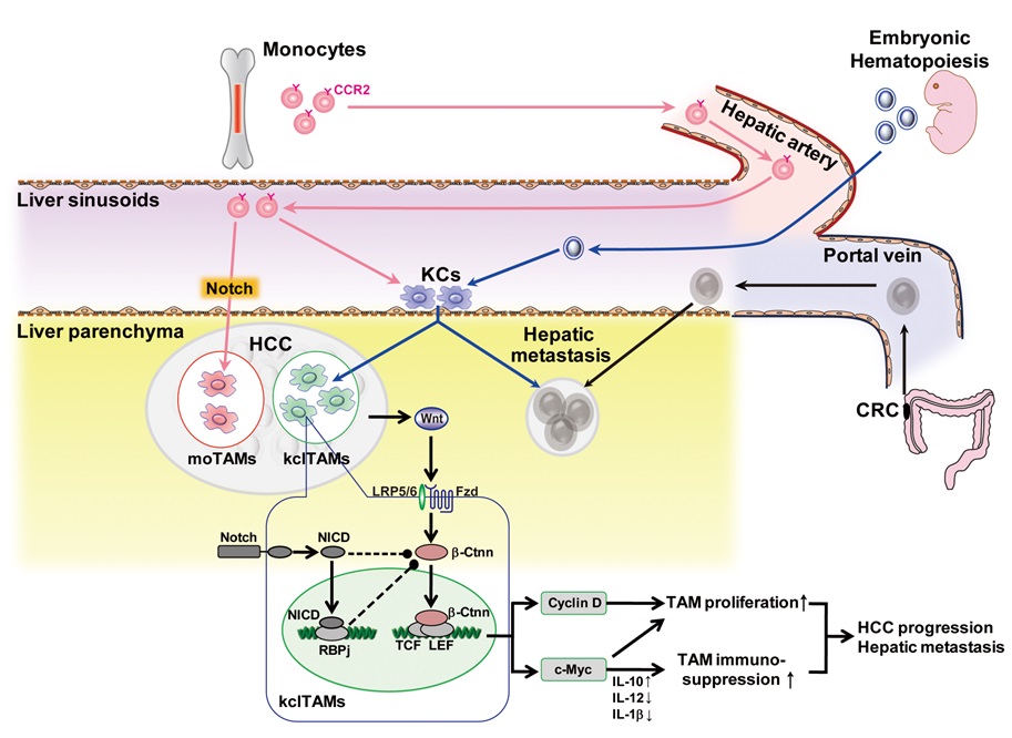 空軍軍醫(yī)大學(xué)Cancer Res最新論文: Notch-Wnt互作調(diào)控CCR2非依賴性TAMs參與肝癌進(jìn)展-肽度TIMEDOO