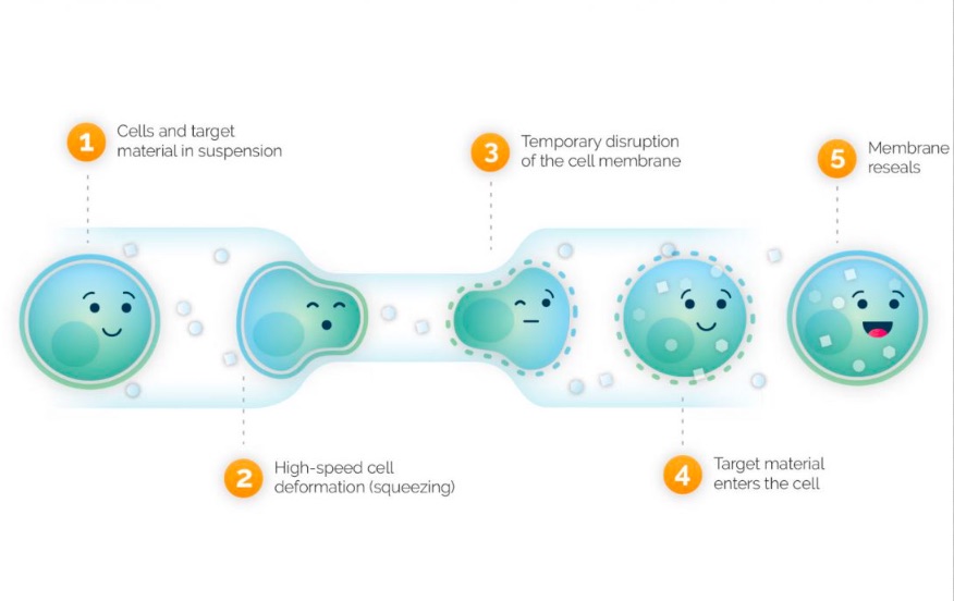 SQZ BIOTECH: 發(fā)展多功能細(xì)胞療法產(chǎn)品線, 擴(kuò)展至傳染病領(lǐng)域-肽度TIMEDOO