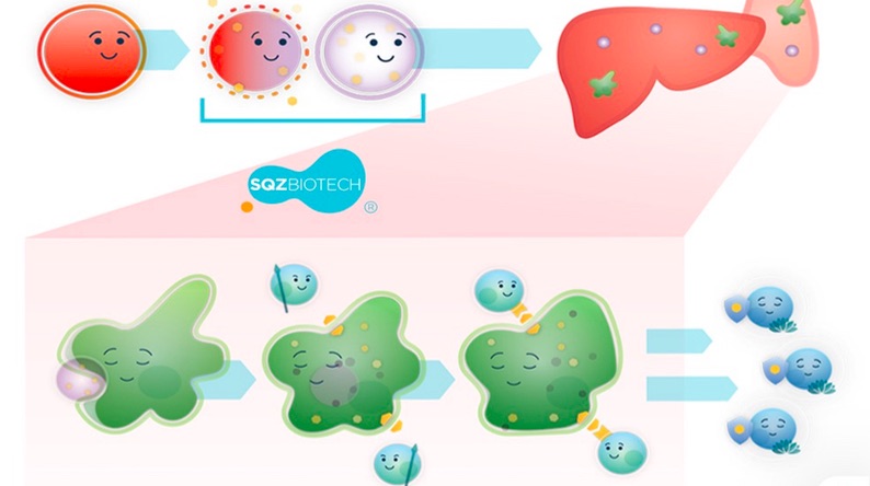 SQZ BIOTECH: 發(fā)展多功能細(xì)胞療法產(chǎn)品線, 擴(kuò)展至傳染病領(lǐng)域-肽度TIMEDOO