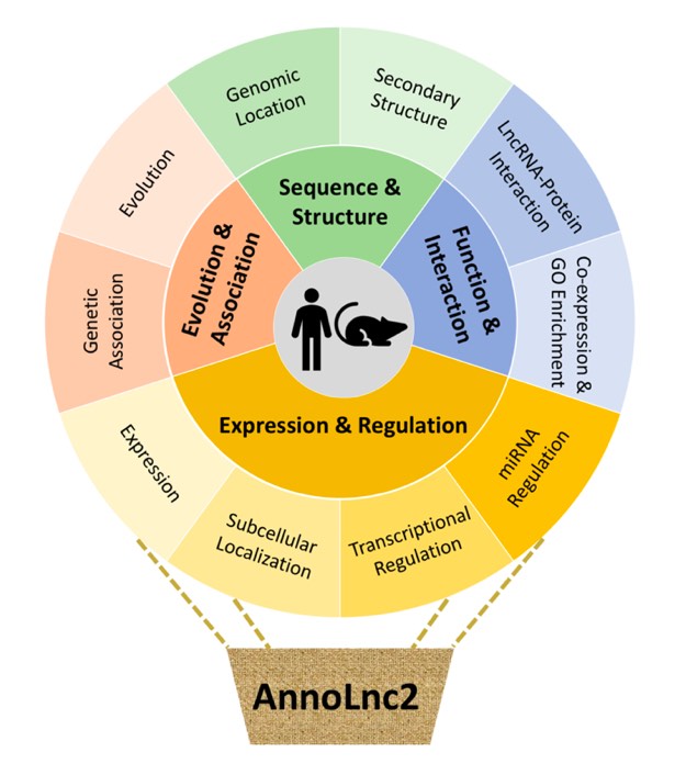 Nucleic Acids Research | 北京大學(xué)高歌團隊開發(fā)長非編碼RNA全面注釋平臺AnnoLnc2-肽度TIMEDOO