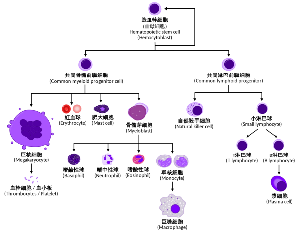巴塞羅那基因調(diào)控中心:發(fā)現(xiàn)表觀遺傳調(diào)控因子Phf19對于造血干細胞的分化十分關鍵-肽度TIMEDOO