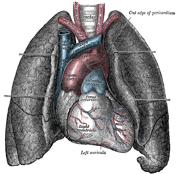 美國(guó)費(fèi)城兒童醫(yī)院: 刺激肺組織修復(fù)的新靶點(diǎn)-肽度TIMEDOO