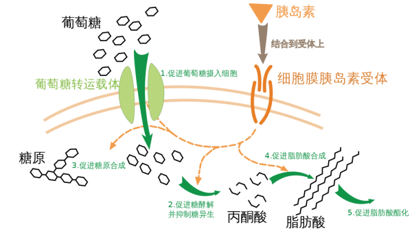 Nature Metabolism:皮下移植胰島細胞治療糖尿病-肽度TIMEDOO