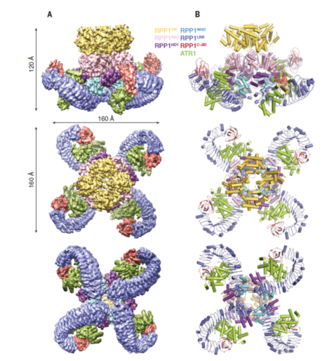 科研成果 | 清華大學柴繼杰課題組與合作者首次揭示植物TNL類抗病蛋白激活的分子機制-肽度TIMEDOO