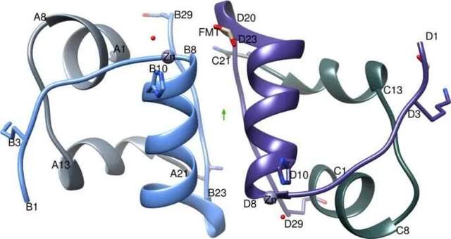 為什么 Glulisine 胰島素起效更快?英國科學家首次給出分子水平解釋-肽度TIMEDOO