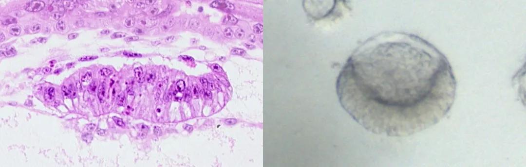 34歲清華海歸教授開創(chuàng)“無胚化”人類胚胎學技術(shù),用機械微系統(tǒng)和干細胞替代早期胚胎-肽度TIMEDOO