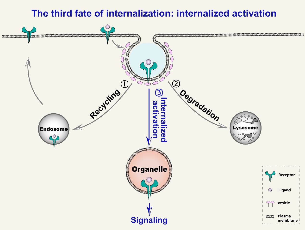 48fc006c295e40babdad7960d039b046.jpg 北大第三醫(yī)院李子健課題組受邀在Pharmacology & Therapeutics發(fā)文提出膜受體內(nèi)吞的新命運(yùn)——內(nèi)吞激活-肽度TIMEDOO