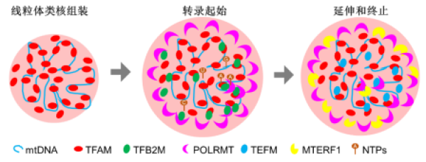 廣州生物院等提出相分離調(diào)控線粒體基因組空間秩序的模型-肽度TIMEDOO