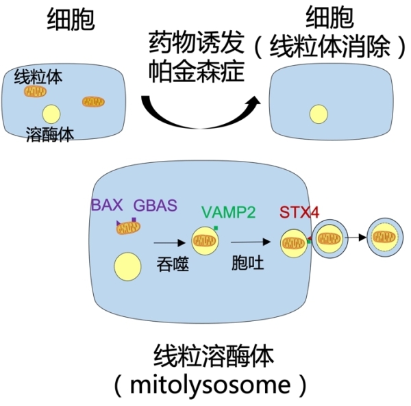 廣州生物院等發(fā)現(xiàn)帕金森癥線(xiàn)粒溶酶體胞吐的新病理-肽度TIMEDOO