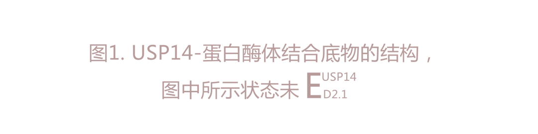 Nature | 利用深度學(xué)習(xí)強(qiáng)化的3D分類闡明USP14對(duì)蛋白酶體功能的動(dòng)態(tài)調(diào)節(jié)-肽度TIMEDOO