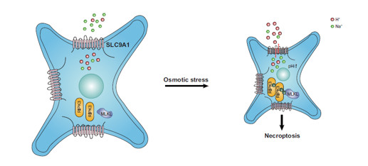 Science Signaling_王曉東實驗室揭示高滲應(yīng)激誘導(dǎo)程序性細(xì)胞壞死的分子機制-肽度TIMEDOO