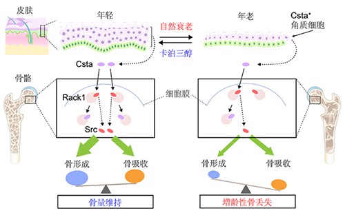 南方醫(yī)科大學(xué)第三附屬醫(yī)院黃彬團隊在骨質(zhì)疏松癥發(fā)生機制研究方面取得新進展-肽度TIMEDOO