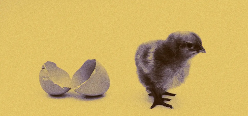 科學(xué)家對(duì)母雞進(jìn)行基因編輯，使其下蛋不再發(fā)育為雄性胚胎-肽度TIMEDOO