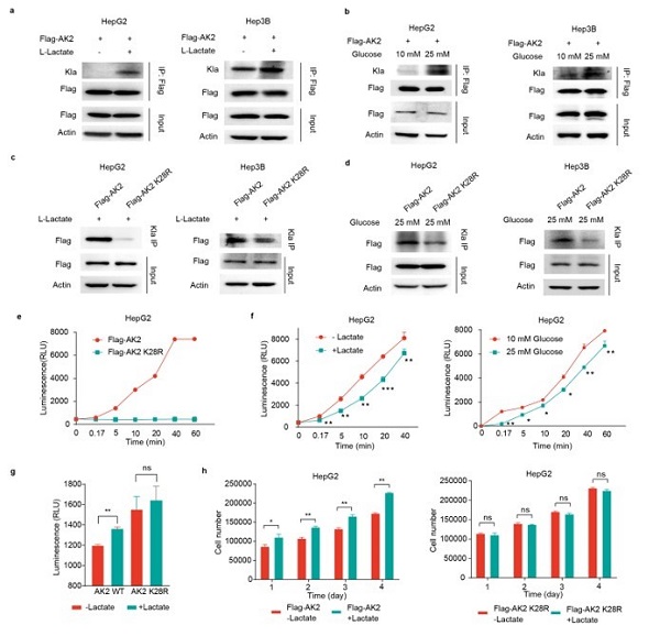 科學(xué)家繪制肝癌組織乳?；揎棃D譜-肽度TIMEDOO