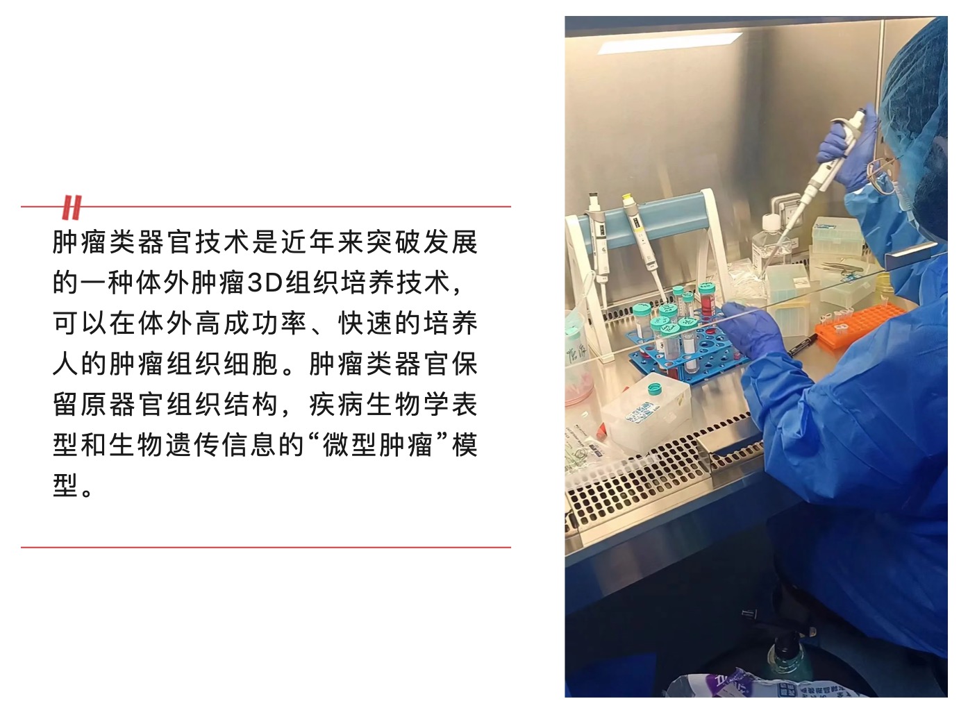 腫瘤類(lèi)器官技術(shù):解鎖醫(yī)學(xué)的未來(lái)大門(mén)-肽度TIMEDOO