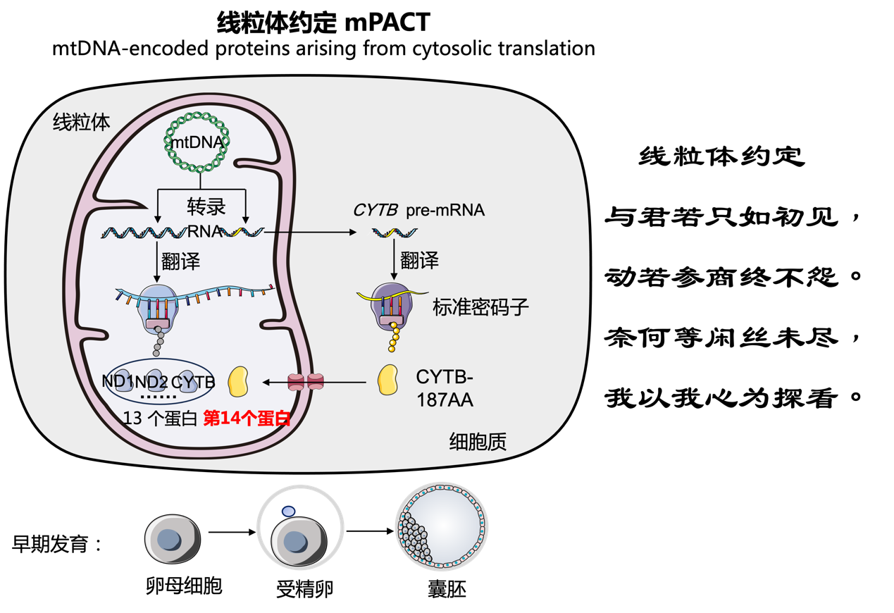 科學家首次發(fā)現(xiàn)線粒體基因編碼第14個蛋白質-肽度TIMEDOO