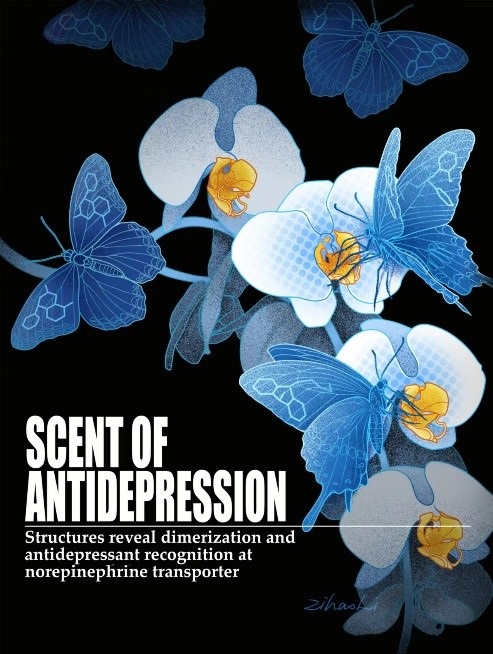 《自然》:上海藥物所破解抗抑郁藥物分子識別密碼-肽度TIMEDOO