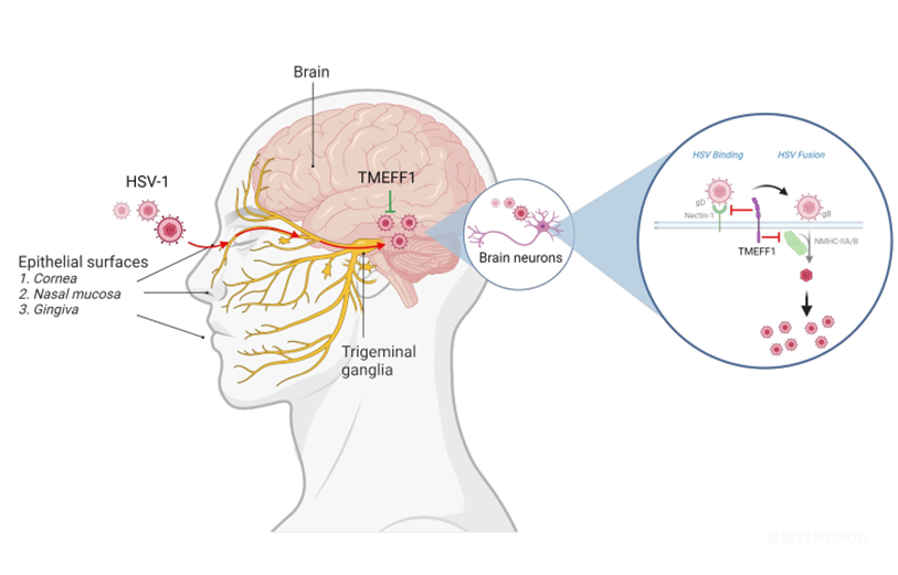 科學(xué)家為大腦抗病毒免疫機(jī)制提供新視角-肽度TIMEDOO