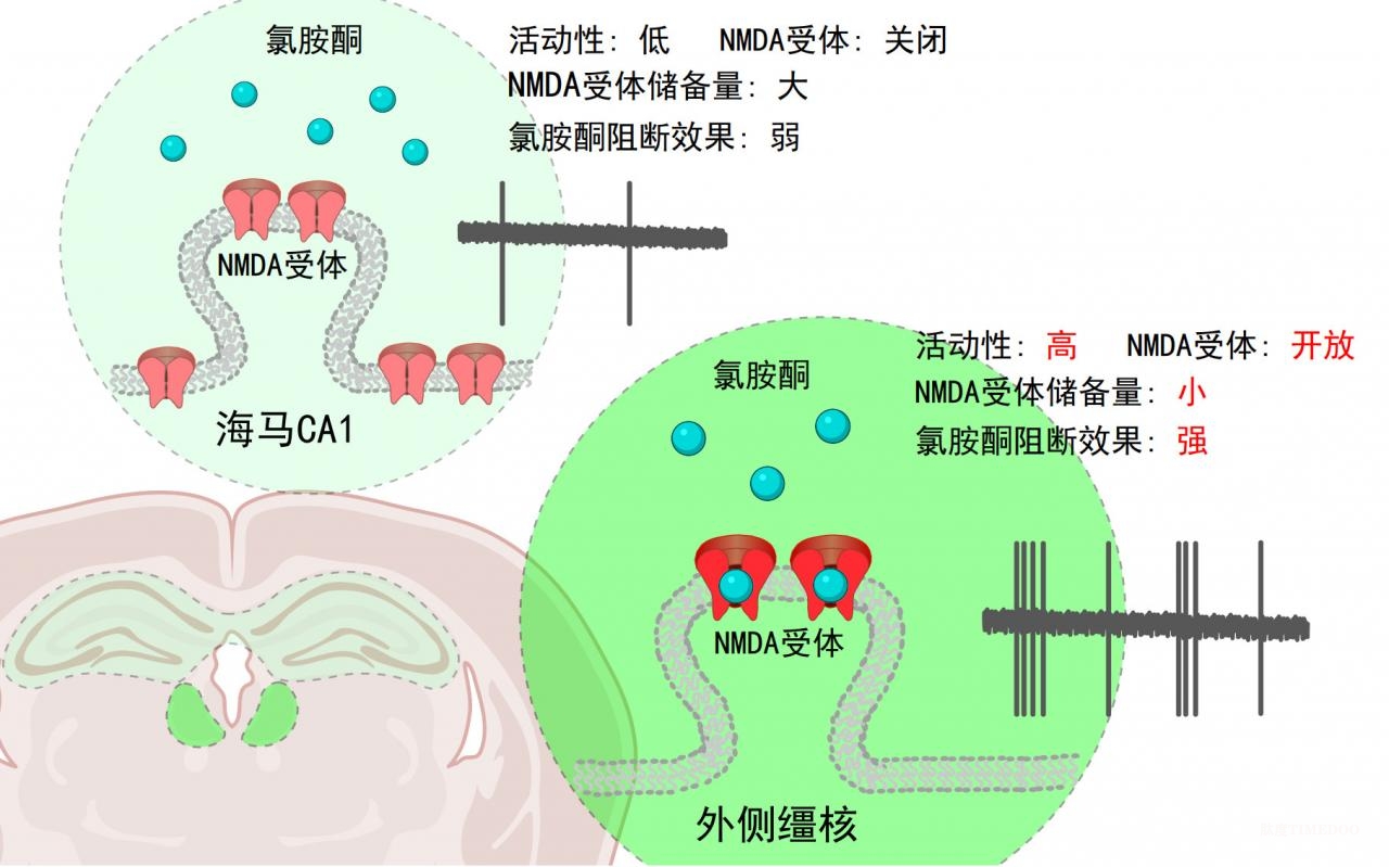 中國科學家完成氯胺酮抗抑郁“路線”的“新拼圖” 胡海嵐團隊揭示氯胺酮抗抑郁腦區(qū)特異性作用機制-肽度TIMEDOO