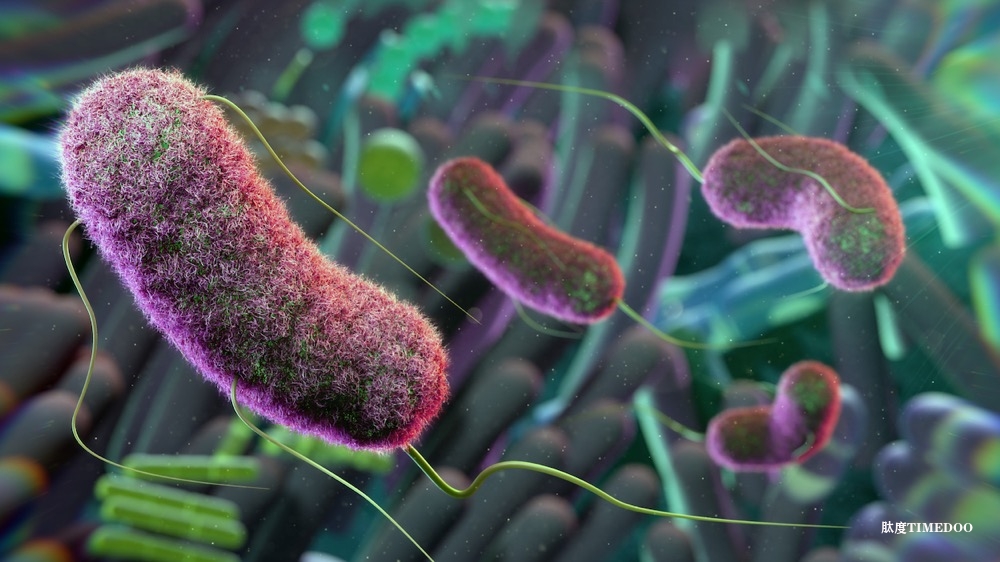 食物微生物群占成人腸道微生物群的約3%-肽度TIMEDOO