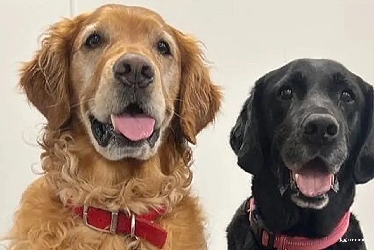 犬類可精準識別帕金森患者-肽度TIMEDOO