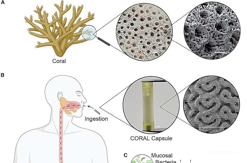 珊瑚啟發(fā)新突破:可吞服膠囊助力揭開(kāi)小腸微生物奧秘-肽度TIMEDOO