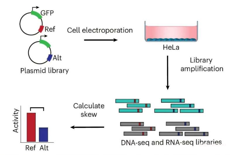 UCLA團(tuán)隊(duì)開發(fā)新工具揭示mRNA穩(wěn)定性在疾病中的關(guān)鍵作用-肽度TIMEDOO