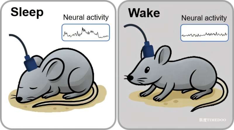 睡眠如何調(diào)控生長激素?加州大學伯克利分校揭示大腦關(guān)鍵回路-肽度TIMEDOO
