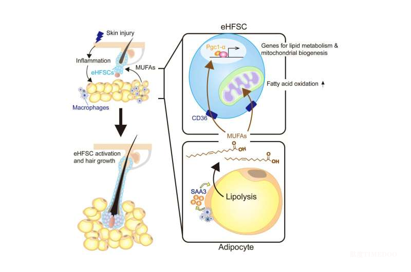 臺(tái)灣大學(xué)團(tuán)隊(duì)發(fā)現(xiàn):脂肪分解可激活毛囊干細(xì)胞,促進(jìn)頭發(fā)生長-肽度TIMEDOO
