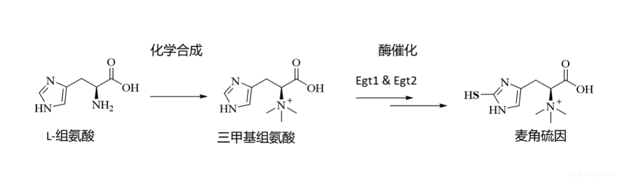 口服麥角硫因：生物制造、市場應(yīng)用及未來展望-肽度TIMEDOO
