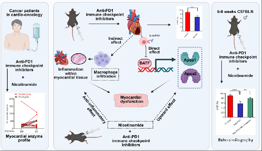 煙酰胺可能成為免疫治療心臟毒性的